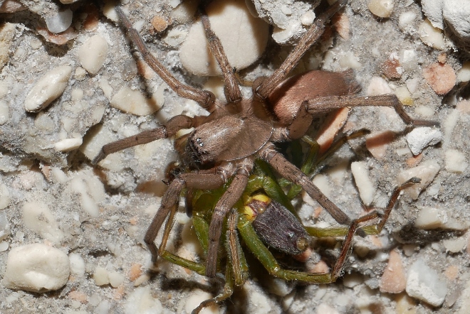 Ragno notturno con preda: Drassodes cfr lapidosus, femmina) - Sassoferrato (AN)