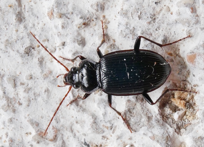 Carabidae: Nebria brevicollis