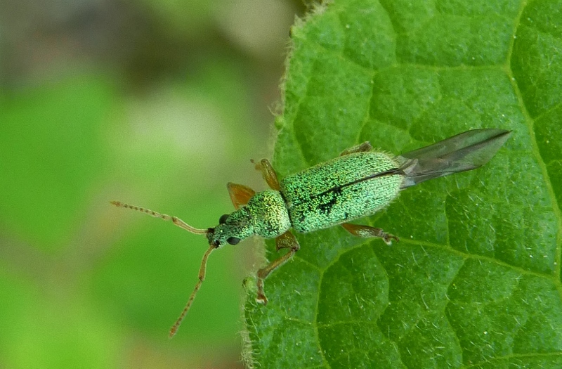 Phyllobius argentatus ?