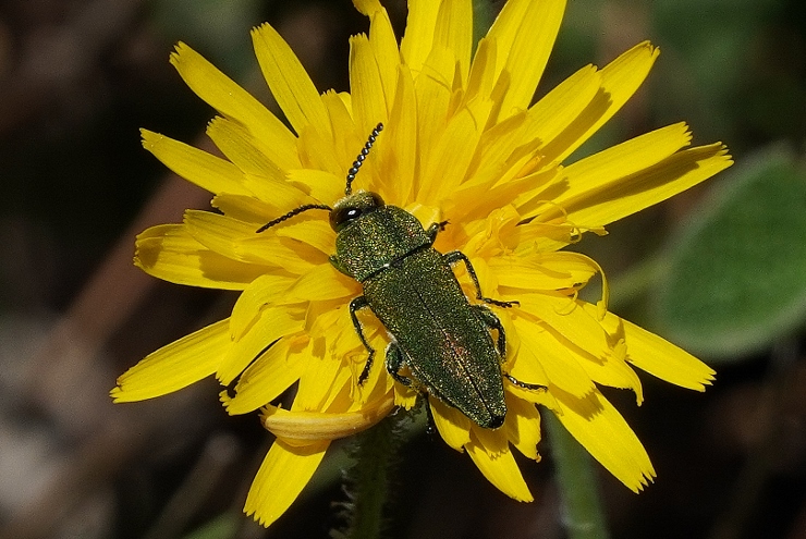 Buprestidae: Anthaxia hungarica? S, maschio.