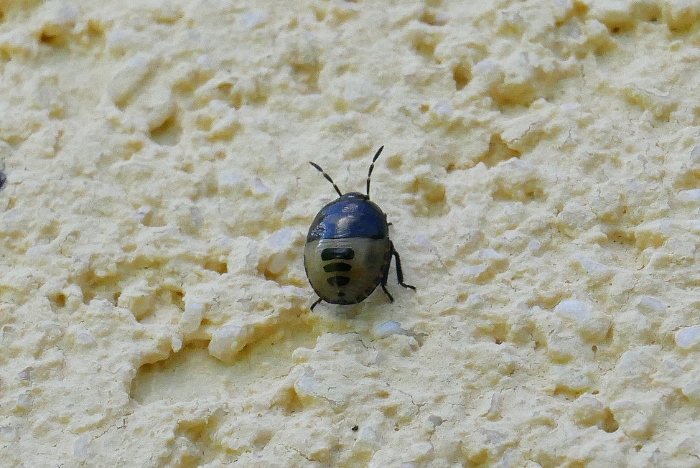 Ninfa di Tritomegas, quale ?