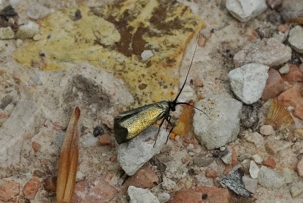 Adelidae da identificare