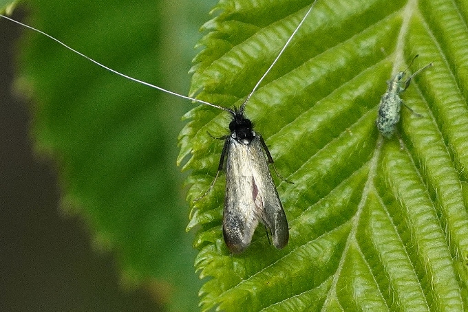 Adelidae da identificare