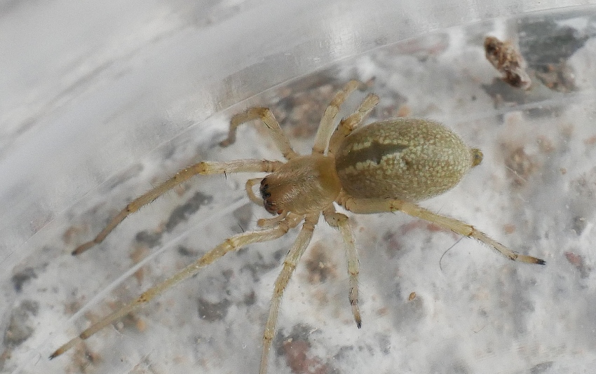 Clubionidae?   No, Cheiracanthiidae: Cheiracanthium sp. - Sassoferrato (AN)