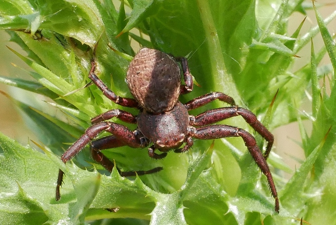 Thomisidae: Bassaniodes cfr. robustus - Isola Fossara (PG)