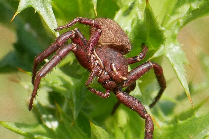 Thomisidae: Bassaniodes cfr. robustus - Isola Fossara (PG)