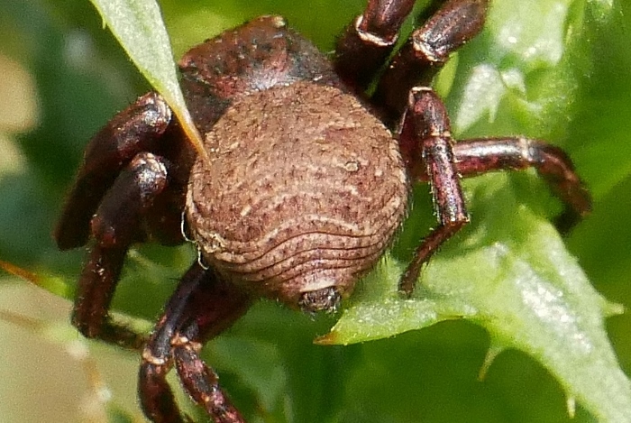 Thomisidae: Bassaniodes cfr. robustus - Isola Fossara (PG)