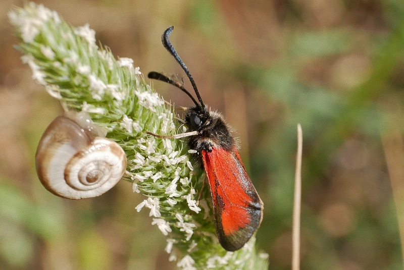 Zygaena erythrys ?...  Zygaena erythrus