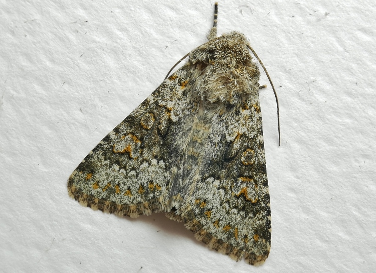 Noctuidae da identificare