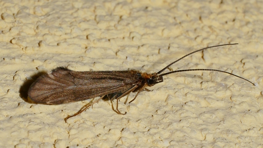 Da identificare - Sericostoma sp.