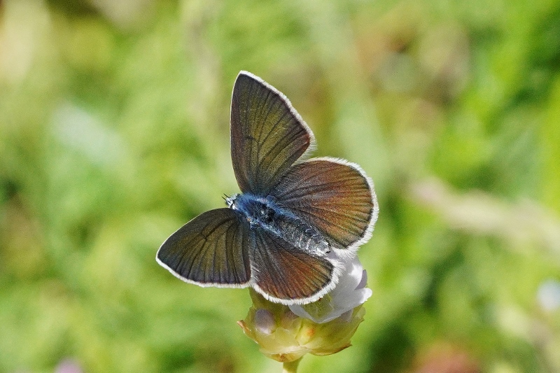 Polyommatus semiargus ? No, Cyaniris semiargus e coppia di Glaucopsyche alexis