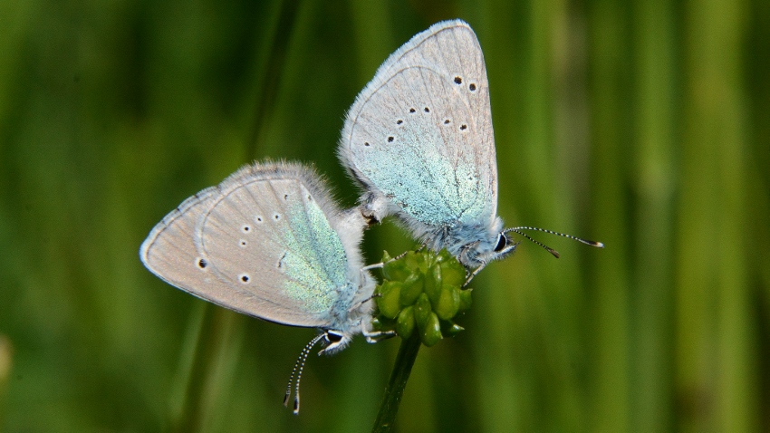 Polyommatus semiargus ? No, Cyaniris semiargus e coppia di Glaucopsyche alexis