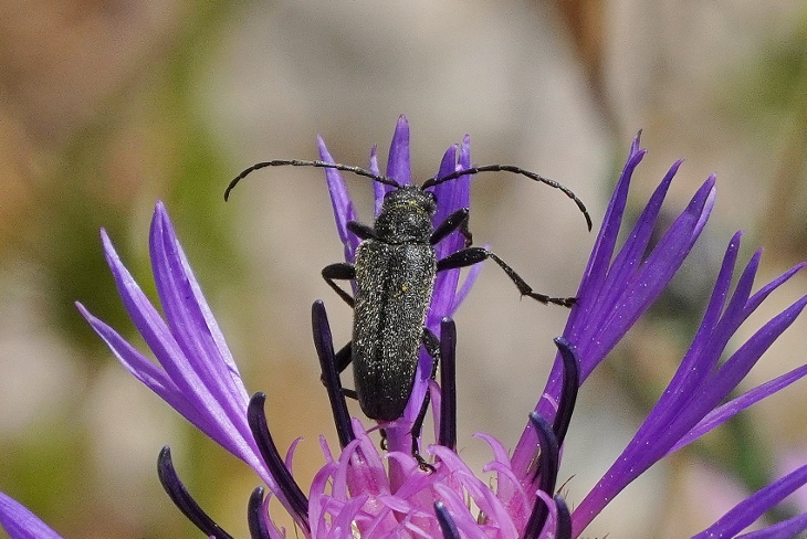 Cerambycidae ? S, Cortodera holosericea, maschio