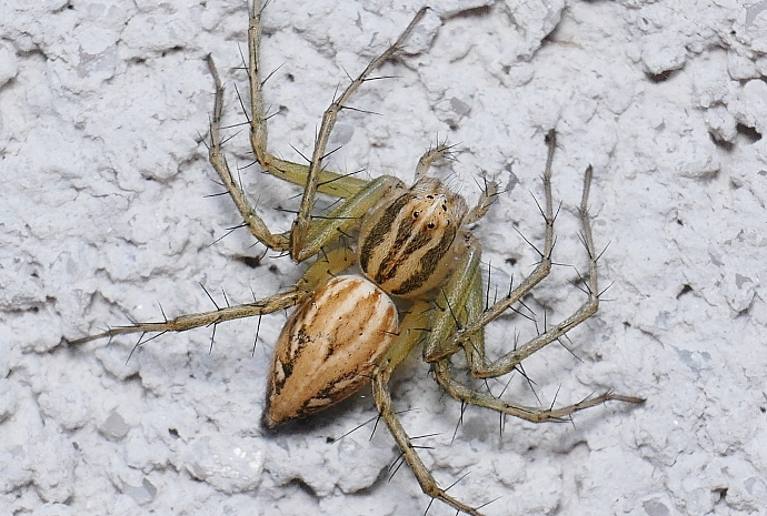 Oxyopes cf. lineatus - Sassoferrato (AN)