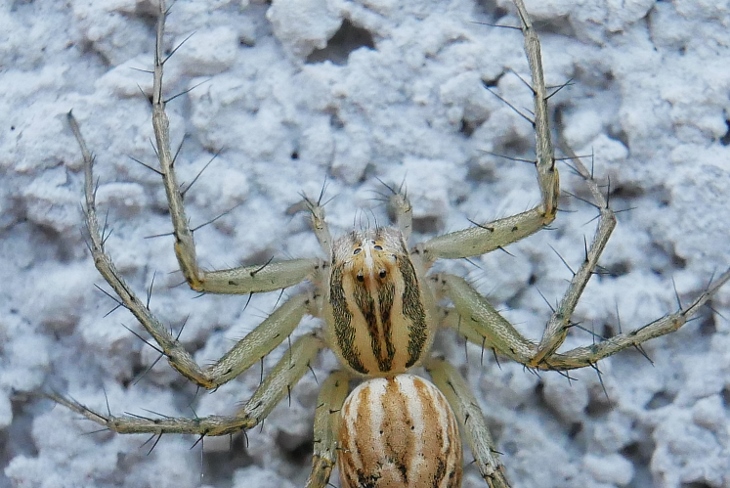 Oxyopes cf. lineatus - Sassoferrato (AN)