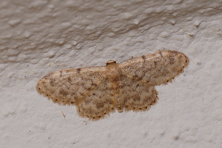 Piccolo Geometridae: Idaea inquinata