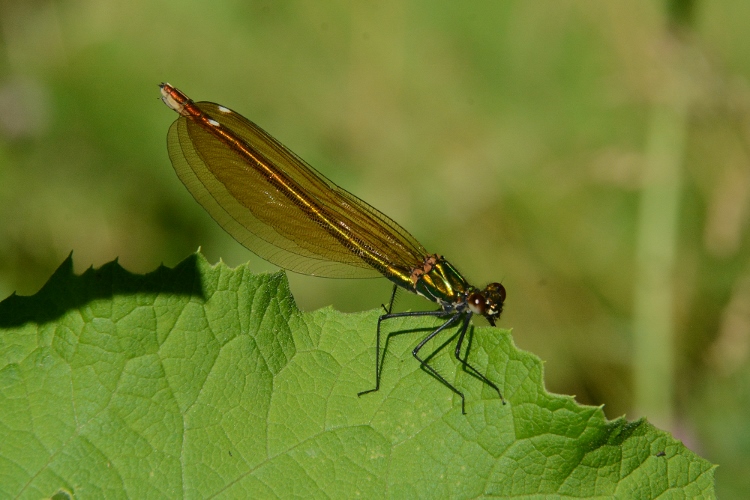 Calopteryx virgo ? S,  m & f