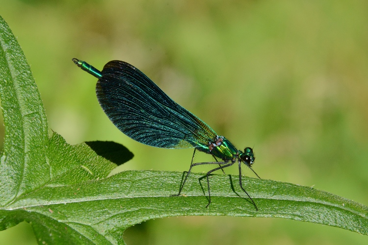 Calopteryx virgo ? S,  m & f