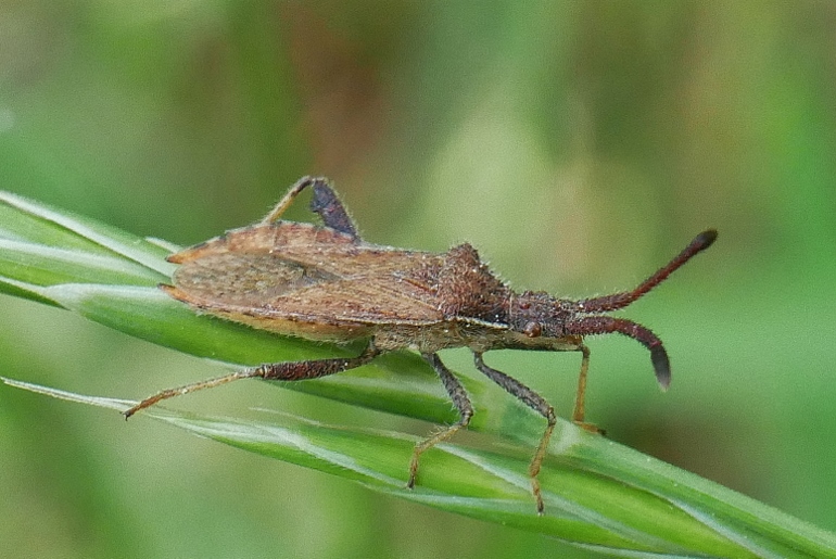 Coreidae da identificare