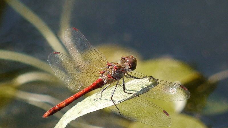 Sympetrum sanguineum ? No, S. striolatum