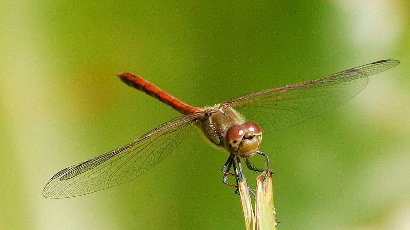 Sympetrum sanguineum ? No, S. striolatum