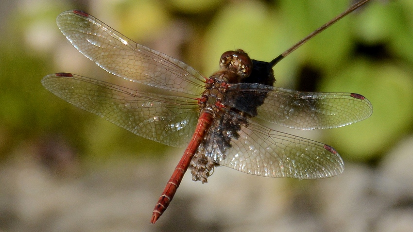 Sympetrum sanguineum ? No, S. striolatum