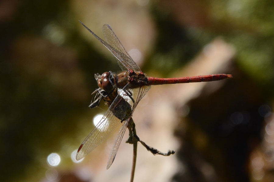 Sympetrum sanguineum ? No, S. striolatum