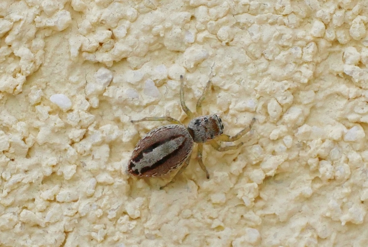 Salticidae: Icius sp., femmina