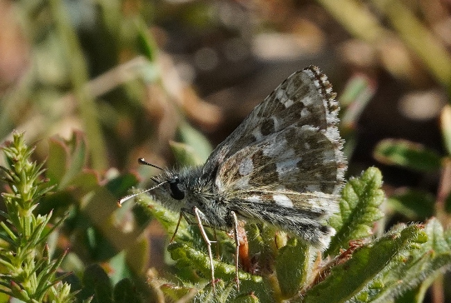 Pyrgus cfr. armoricanus