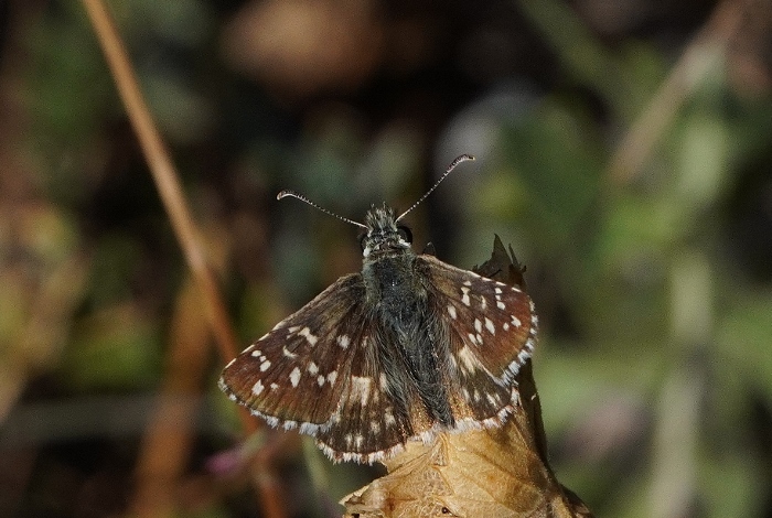 Pyrgus cfr. armoricanus