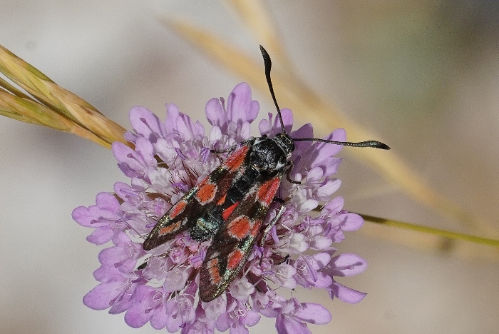 Zygaena carniolica scolorita ?