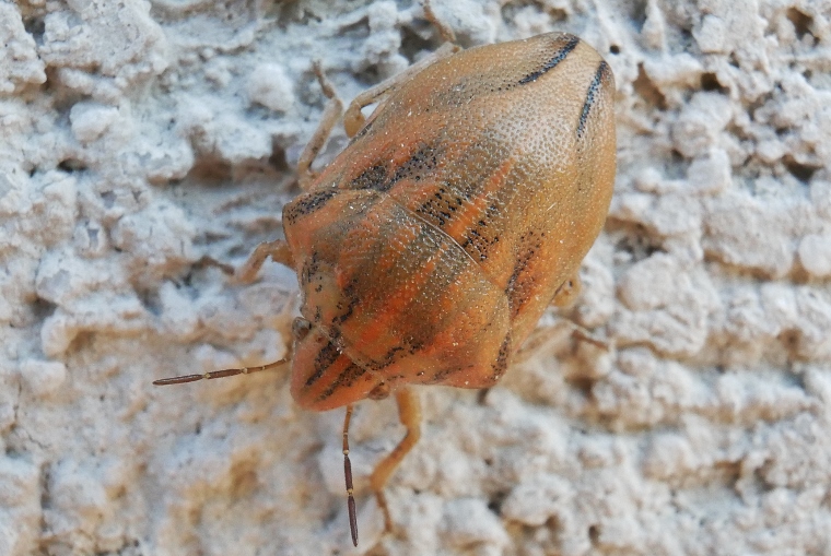 Odontotarsus purpureolineatus ?