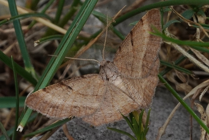 Falena marrone:  Selidosema sp., maschio - Monte Cucco (PG)