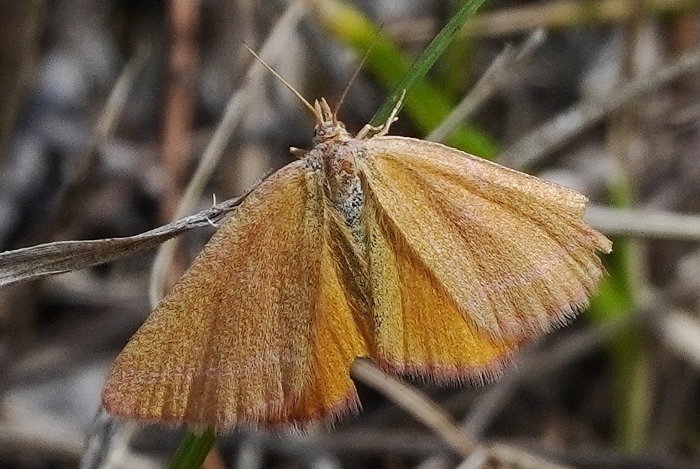 Lythria purpuraria (Geometridae)