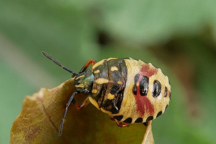 Neanide di Carpocoris ?