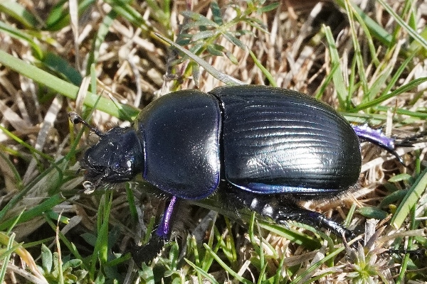 Geotrupes stercorarius ? ... Geotrupes sp.