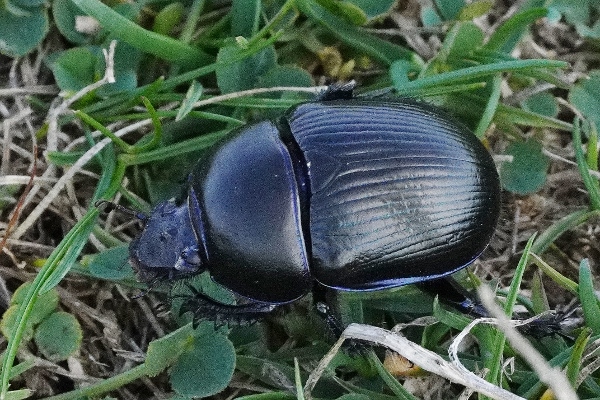 Geotrupes stercorarius ? ... Geotrupes sp.