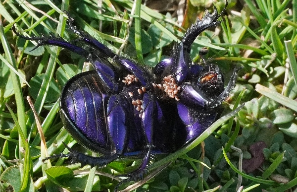 Geotrupes stercorarius ? ... Geotrupes sp.