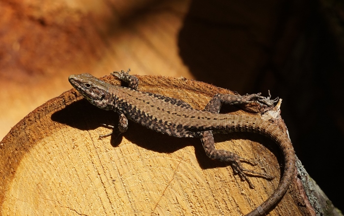 Podarcis muralis ? S, maschi