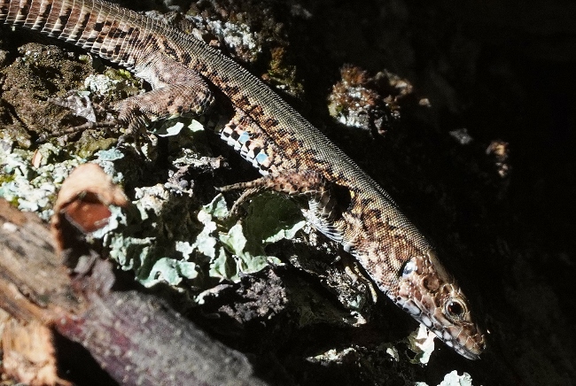 Podarcis muralis ? S, maschi