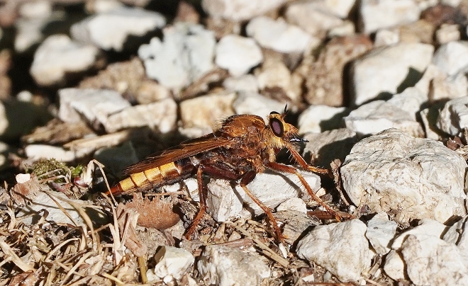 Mosca predatrice: Asilidae sp.