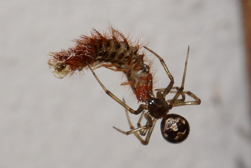 Piccolo ragno con preda: Steatoda triangulosa - Sassoferrato (AN)