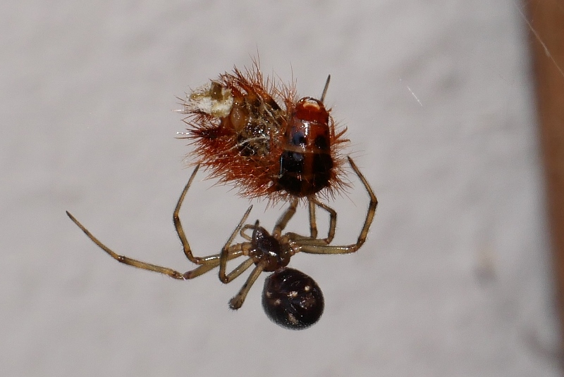 Piccolo ragno con preda: Steatoda triangulosa - Sassoferrato (AN)