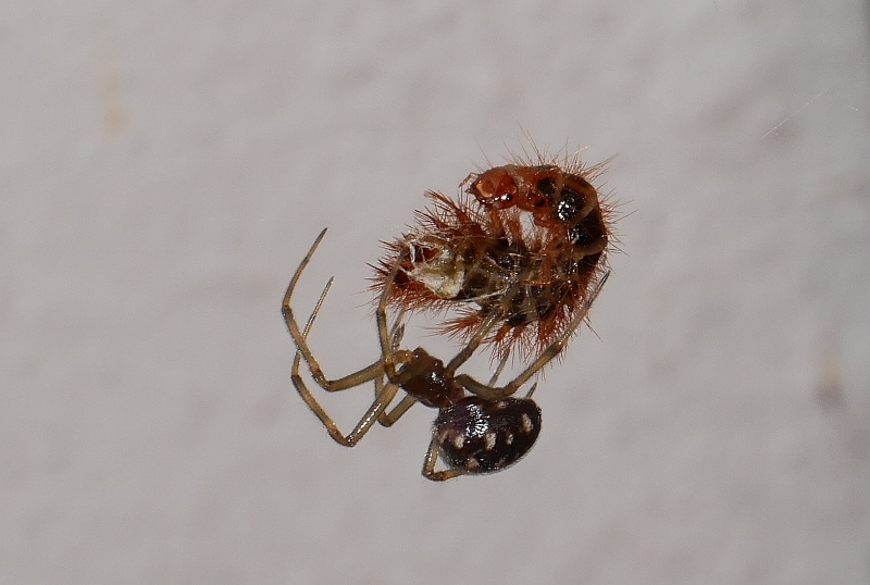 Piccolo ragno con preda: Steatoda triangulosa - Sassoferrato (AN)