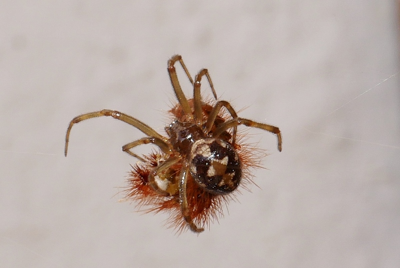 Piccolo ragno con preda: Steatoda triangulosa - Sassoferrato (AN)