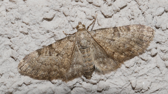 Eupithecia impurata ?  S (cfr.)