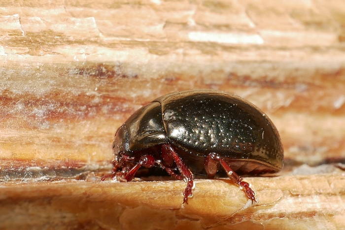 Chrysolina bankii? S.