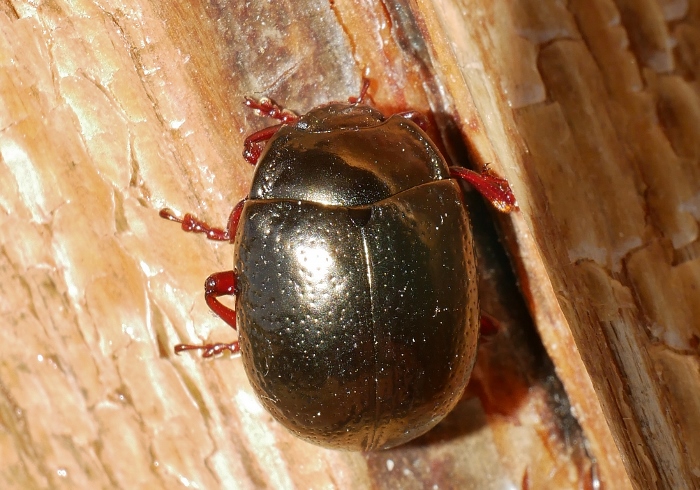 Chrysolina bankii? S.