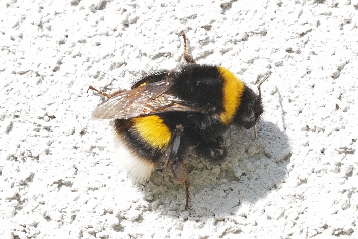 Bombus terrestris ?  Bombus cfr. terrestris