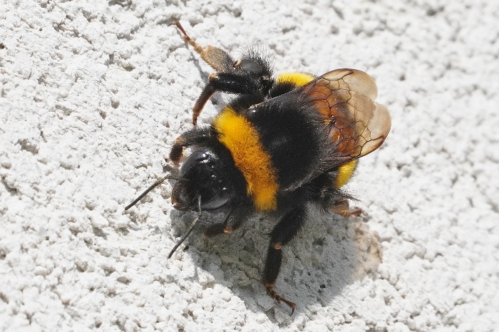 Bombus terrestris ?  Bombus cfr. terrestris